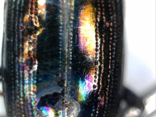 Réf. 343 800 : Notiophilus quadripunctatus